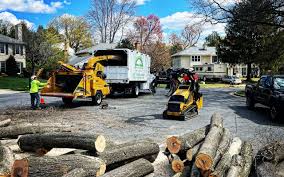 Best Storm Damage Tree Cleanup  in San Rafael, CA